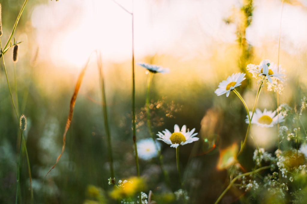 Les conseils de la Mutuelle GSMC pour éviter les maladies du printemps